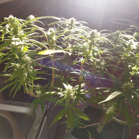 Mosca Haze growlog timeline photo