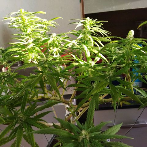 Mosca Haze growlog timeline photo
