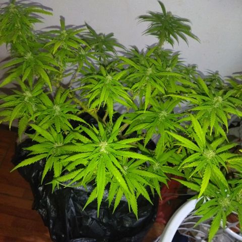 Mosca Haze growlog timeline photo