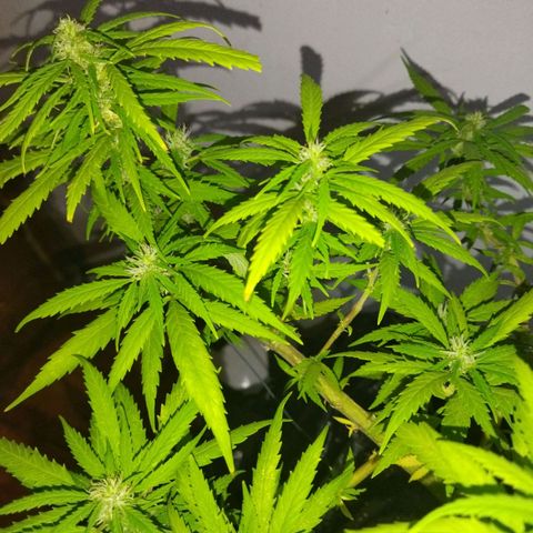Mosca Haze growlog timeline photo