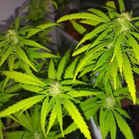 Mosca Haze growlog timeline photo