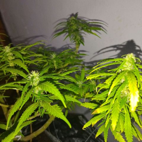 Mosca Haze growlog timeline photo