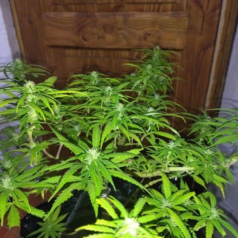 Mosca Haze growlog timeline photo
