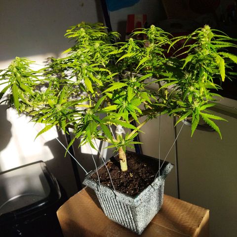 Mosca Haze growlog timeline photo