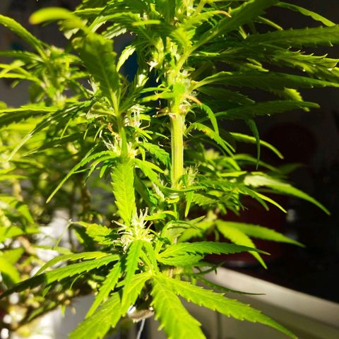 Mosca Haze growlog timeline photo