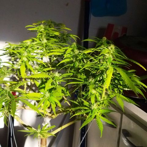 Mosca Haze growlog timeline photo