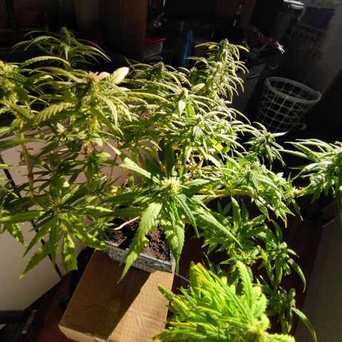 Mosca Haze growlog timeline photo