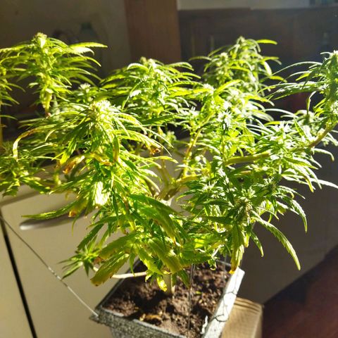 Mosca Haze growlog timeline photo