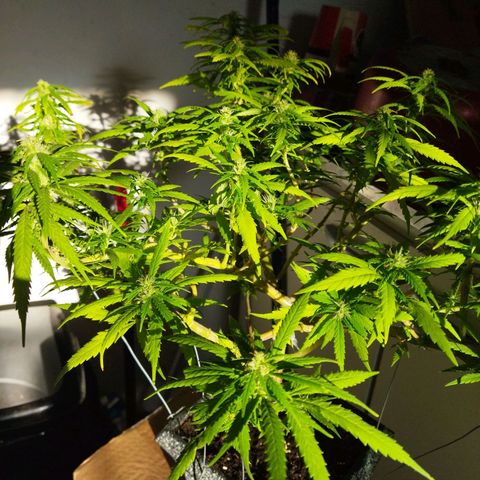 Mosca Haze growlog timeline photo