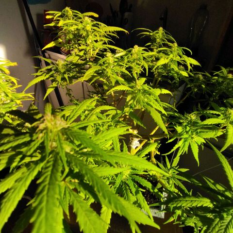 Mosca Haze growlog timeline photo