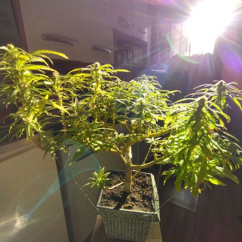 Mosca Haze growlog timeline photo
