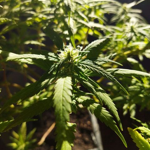 Mosca Haze growlog timeline photo