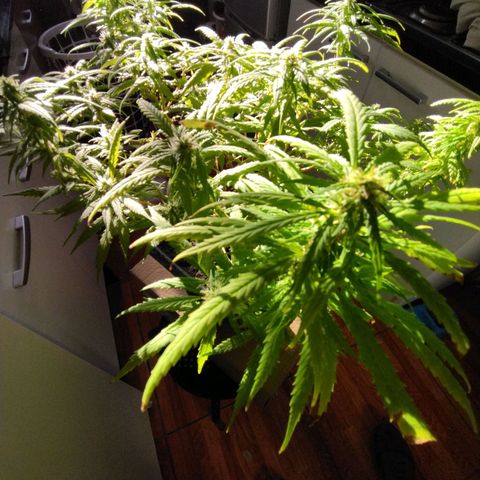Mosca Haze growlog timeline photo