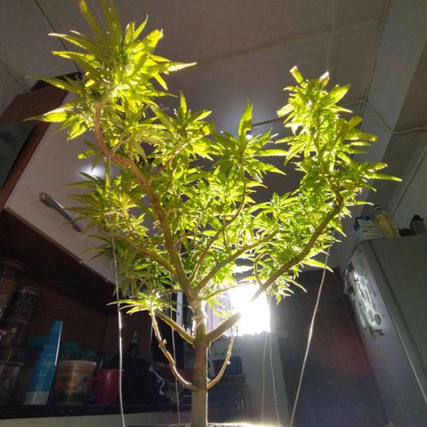 Mosca Haze growlog timeline photo