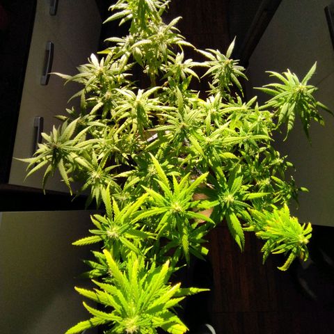 Mosca Haze growlog timeline photo