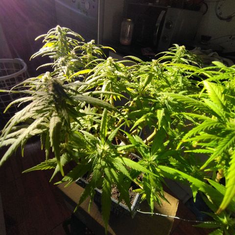 Mosca Haze growlog timeline photo