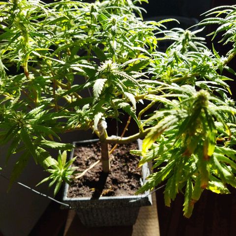 Mosca Haze growlog timeline photo