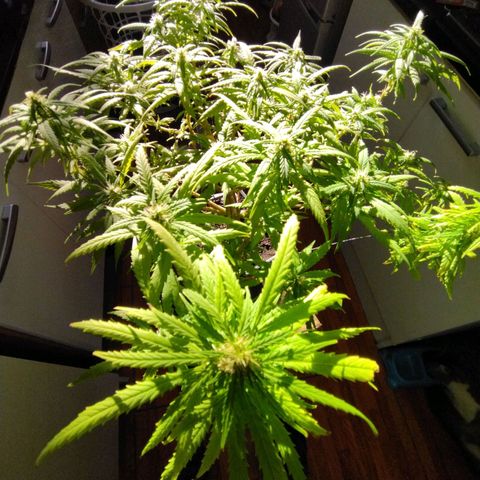 Mosca Haze growlog timeline photo