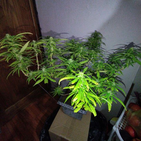 Mosca Haze growlog timeline photo