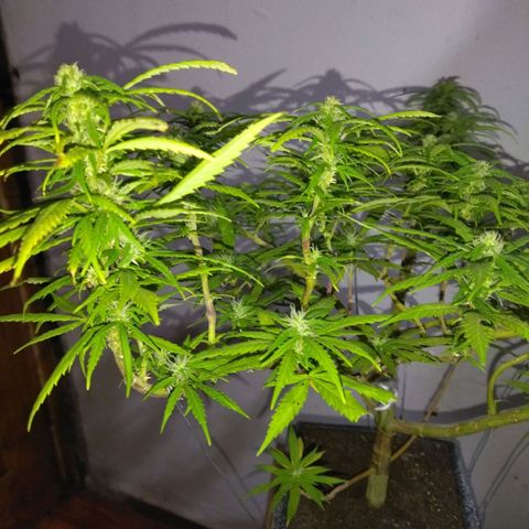 Mosca Haze growlog timeline photo