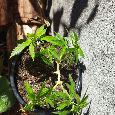 Monster Yeti  growlog timeline photo