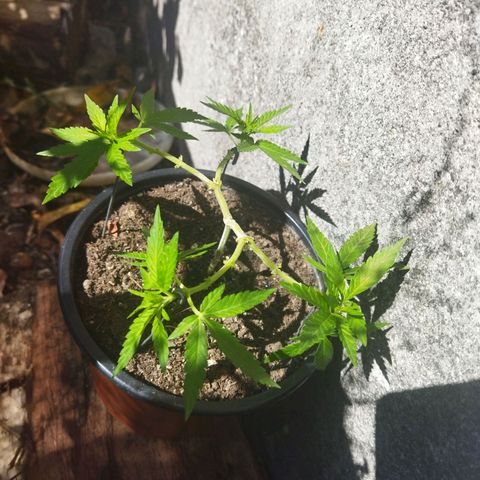 Monster Yeti  growlog timeline photo