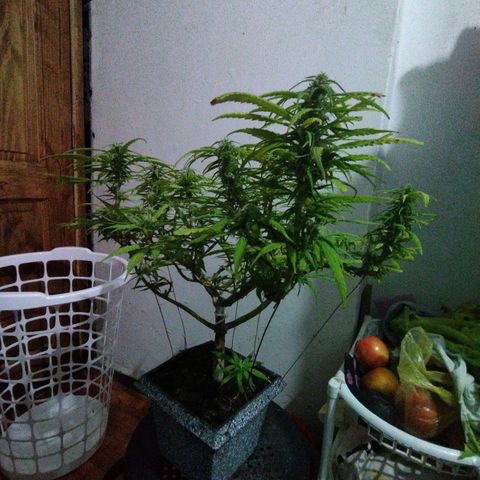 Mosca Haze growlog timeline photo