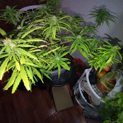 Mosca Haze growlog timeline photo