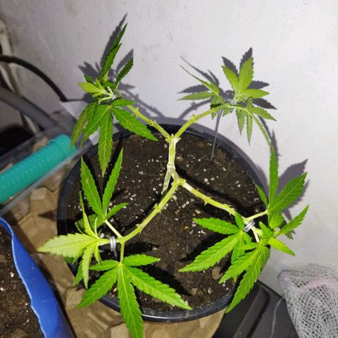 Monster Yeti  growlog timeline photo