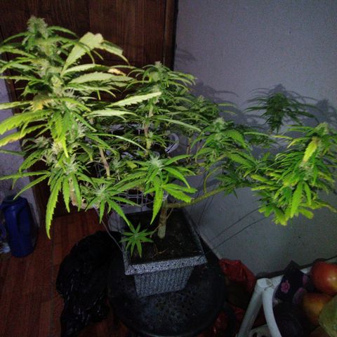 Mosca Haze growlog timeline photo