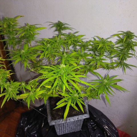 Mosca Haze growlog timeline photo