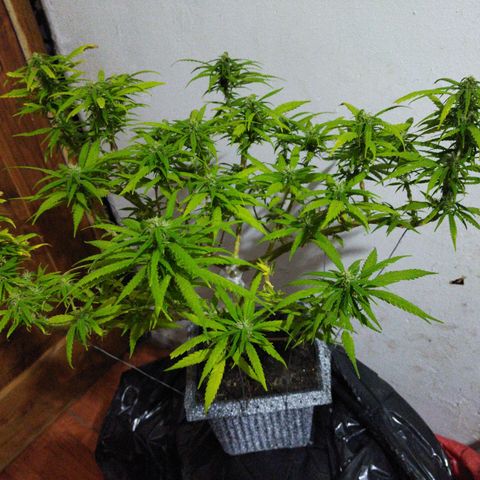 Mosca Haze growlog timeline photo
