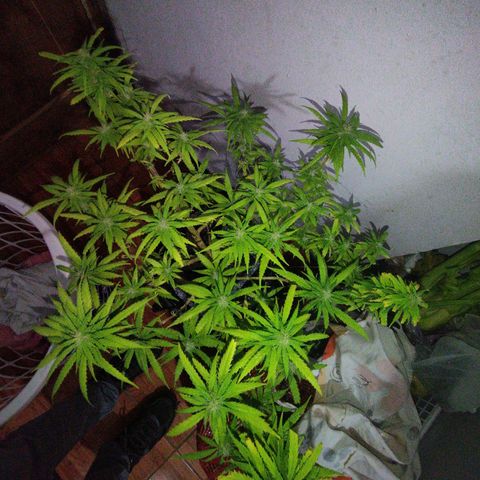 Mosca Haze growlog timeline photo