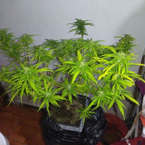 Mosca Haze growlog timeline photo