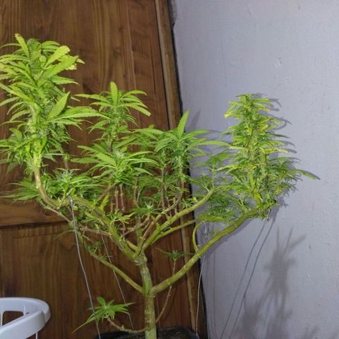 Mosca Haze growlog timeline photo