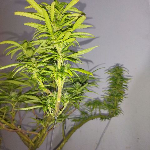 Mosca Haze growlog timeline photo