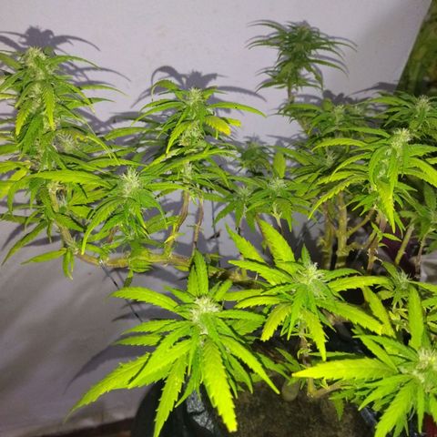 Mosca Haze growlog timeline photo