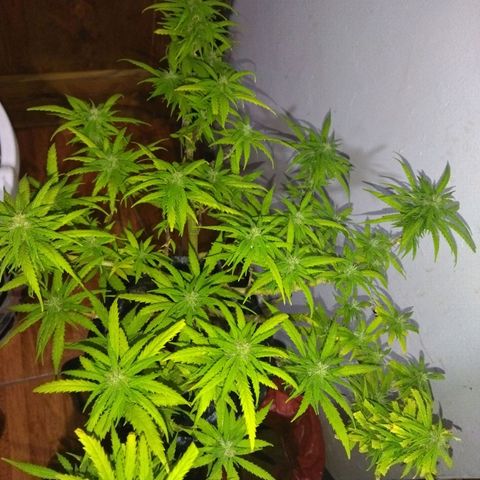 Mosca Haze growlog timeline photo