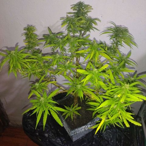 Mosca Haze growlog timeline photo