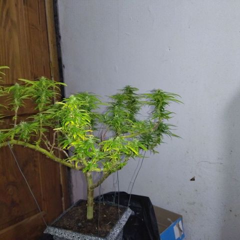 Mosca Haze growlog timeline photo