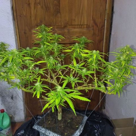 Mosca Haze growlog timeline photo