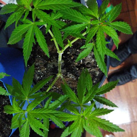Monster Yeti  growlog timeline photo