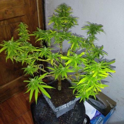 Mosca Haze growlog timeline photo