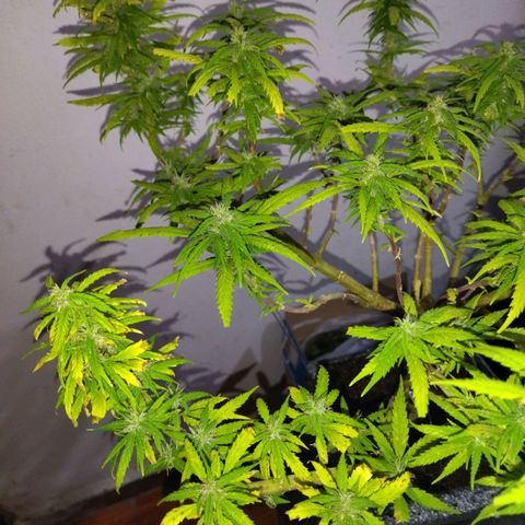 Mosca Haze growlog timeline photo