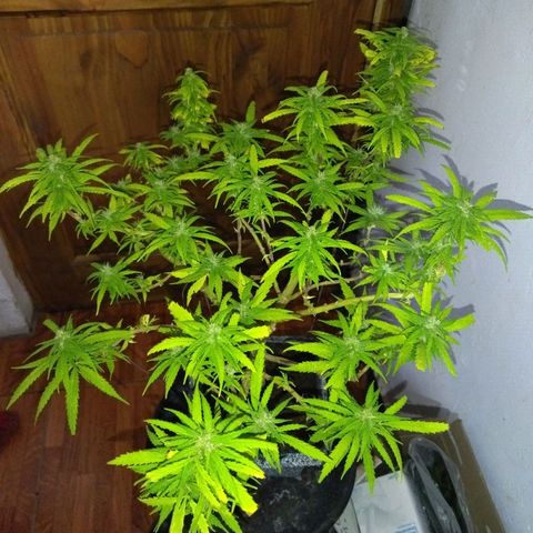 Mosca Haze growlog timeline photo
