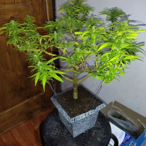 Mosca Haze growlog timeline photo