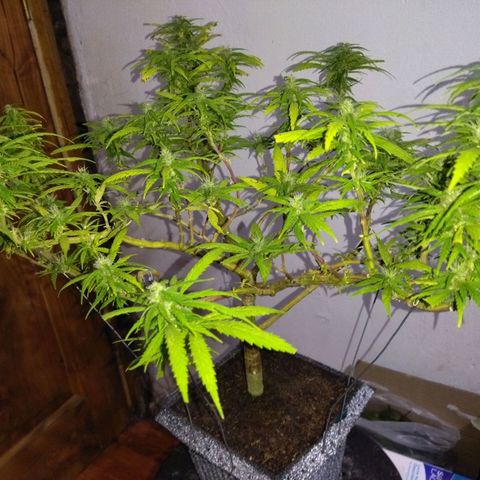 Mosca Haze growlog timeline photo