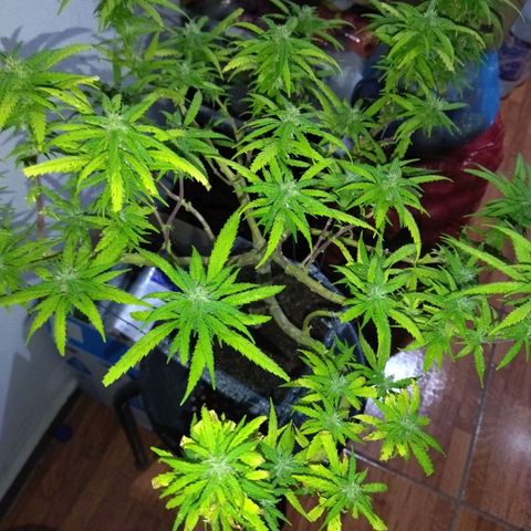 Mosca Haze growlog timeline photo