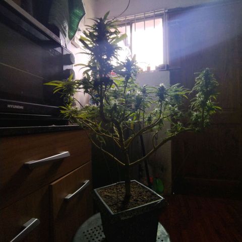 Mosca Haze growlog timeline photo