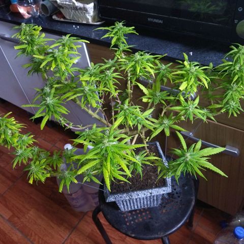 Mosca Haze growlog timeline photo